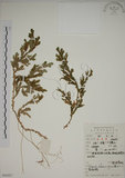 中文名:生根卷柏(P005957)學名:Selaginella doederleinii Hieron.(P005957)