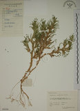 中文名:生根卷柏(P006286)學名:Selaginella doederleinii Hieron.(P006286)