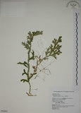 中文名:生根卷柏(P006866)學名:Selaginella doederleinii Hieron.(P006866)