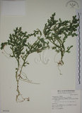 中文名:生根卷柏(P007059)學名:Selaginella doederleinii Hieron.(P007059)