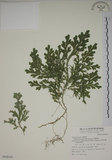 中文名:生根卷柏(P008105)學名:Selaginella doederleinii Hieron.(P008105)