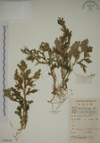 中文名:生根卷柏(P008344)學名:Selaginella doederleinii Hieron.(P008344)
