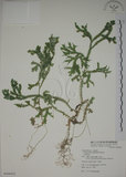 中文名:生根卷柏(P008432)學名:Selaginella doederleinii Hieron.(P008432)