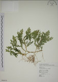 中文名:生根卷柏(P008538)學名:Selaginella doederleinii Hieron.(P008538)