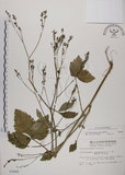 中文名:鴨兒芹(S003666)學名:Cryptotaenia japonica Hassk.(S003666)中文別名:山芹菜