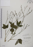 中文名:鴨兒芹(S003783)學名:Cryptotaenia japonica Hassk.(S003783)中文別名:山芹菜