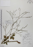 中文名:鴨兒芹(S047709)學名:Cryptotaenia japonica Hassk.(S047709)中文別名:山芹菜