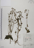 中文名:鴨兒芹(S051544)學名:Cryptotaenia japonica Hassk.(S051544)中文別名:山芹菜