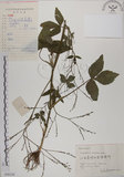 中文名:鴨兒芹(S056116)學名:Cryptotaenia japonica Hassk.(S056116)中文別名:山芹菜