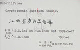 中文名:鴨兒芹(S057936)學名:Cryptotaenia japonica Hassk.(S057936)中文別名:山芹菜