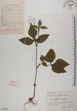 中文名:鴨兒芹(S057936)學名:Cryptotaenia japonica Hassk.(S057936)中文別名:山芹菜