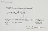 中文名:鴨兒芹(S059714)學名:Cryptotaenia japonica Hassk.(S059714)中文別名:山芹菜