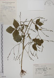 中文名:鴨兒芹(S060158)學名:Cryptotaenia japonica Hassk.(S060158)中文別名:山芹菜