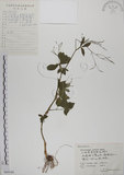 中文名:鴨兒芹(S060164)學名:Cryptotaenia japonica Hassk.(S060164)中文別名:山芹菜