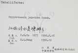 中文名:鴨兒芹(S061620)學名:Cryptotaenia japonica Hassk.(S061620)中文別名:山芹菜