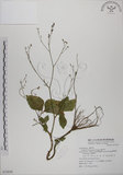 中文名:鴨兒芹(S072854)學名:Cryptotaenia japonica Hassk.(S072854)中文別名:山芹菜