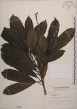 中文名:海檬果(S001546)學名:Cerbera manghas L.(S001546)英文名:Odollam cerberus-tree