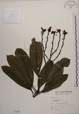 中文名:海檬果(S001547)學名:Cerbera manghas L.(S001547)英文名:Odollam cerberus-tree