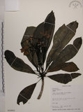 中文名:海檬果(S016661)學名:Cerbera manghas L.(S016661)英文名:Odollam cerberus-tree
