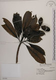 中文名:海檬果(S031362)學名:Cerbera manghas L.(S031362)英文名:Odollam cerberus-tree