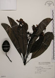 中文名:海檬果(S046919)學名:Cerbera manghas L.(S046919)英文名:Odollam cerberus-tree