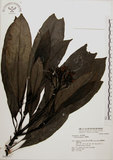 中文名:海檬果(S048357)學名:Cerbera manghas L.(S048357)英文名:Odollam cerberus-tree