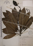 中文名:海檬果(S075081)學名:Cerbera manghas L.(S075081)英文名:Odollam cerberus-tree