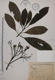中文名:海檬果(S075872)學名:Cerbera manghas L.(S075872)英文名:Odollam cerberus-tree