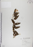 中文名:阿里山忍冬(S000647)學名:Lonicera acuminata Wall. ex Roxb.(S000647)中文別名:漸尖葉忍冬