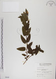 中文名:阿里山忍冬(S000648)學名:Lonicera acuminata Wall. ex Roxb.(S000648)中文別名:漸尖葉忍冬