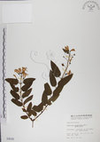 中文名:阿里山忍冬(S000649)學名:Lonicera acuminata Wall. ex Roxb.(S000649)中文別名:漸尖葉忍冬