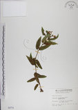 中文名:阿里山忍冬(S000774)學名:Lonicera acuminata Wall. ex Roxb.(S000774)中文別名:漸尖葉忍冬