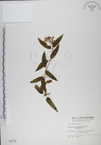 中文名:阿里山忍冬(S000775)學名:Lonicera acuminata Wall. ex Roxb.(S000775)中文別名:漸尖葉忍冬