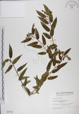 中文名:阿里山忍冬(S000778)學名:Lonicera acuminata Wall. ex Roxb.(S000778)中文別名:漸尖葉忍冬