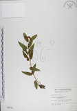 中文名:阿里山忍冬(S000779)學名:Lonicera acuminata Wall. ex Roxb.(S000779)中文別名:漸尖葉忍冬