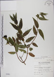 中文名:阿里山忍冬(S001802)學名:Lonicera acuminata Wall. ex Roxb.(S001802)中文別名:漸尖葉忍冬