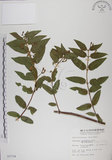 中文名:阿里山忍冬(S003724)學名:Lonicera acuminata Wall. ex Roxb.(S003724)中文別名:漸尖葉忍冬