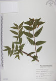 中文名:阿里山忍冬(S003725)學名:Lonicera acuminata Wall. ex Roxb.(S003725)中文別名:漸尖葉忍冬