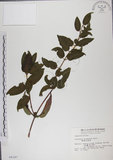 中文名:阿里山忍冬(S004187)學名:Lonicera acuminata Wall. ex Roxb.(S004187)中文別名:漸尖葉忍冬