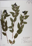 中文名:阿里山忍冬(S004188)學名:Lonicera acuminata Wall. ex Roxb.(S004188)中文別名:漸尖葉忍冬