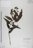 中文名:阿里山忍冬(S004940)學名:Lonicera acuminata Wall. ex Roxb.(S004940)中文別名:漸尖葉忍冬