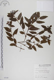 中文名:阿里山忍冬(S005168)學名:Lonicera acuminata Wall. ex Roxb.(S005168)中文別名:漸尖葉忍冬