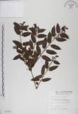 中文名:阿里山忍冬(S005169)學名:Lonicera acuminata Wall. ex Roxb.(S005169)中文別名:漸尖葉忍冬