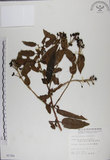 中文名:阿里山忍冬(S005384)學名:Lonicera acuminata Wall. ex Roxb.(S005384)中文別名:漸尖葉忍冬