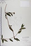 中文名:阿里山忍冬(S008325)學名:Lonicera acuminata Wall. ex Roxb.(S008325)中文別名:漸尖葉忍冬