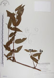 中文名:阿里山忍冬(S008553)學名:Lonicera acuminata Wall. ex Roxb.(S008553)中文別名:漸尖葉忍冬