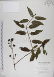 中文名:阿里山忍冬(S009159)學名:Lonicera acuminata Wall. ex Roxb.(S009159)中文別名:漸尖葉忍冬
