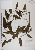 中文名:阿里山忍冬(S009160)學名:Lonicera acuminata Wall. ex Roxb.(S009160)中文別名:漸尖葉忍冬