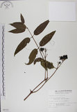 中文名:阿里山忍冬(S009161)學名:Lonicera acuminata Wall. ex Roxb.(S009161)中文別名:漸尖葉忍冬