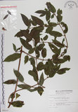 中文名:阿里山忍冬(S009237)學名:Lonicera acuminata Wall. ex Roxb.(S009237)中文別名:漸尖葉忍冬